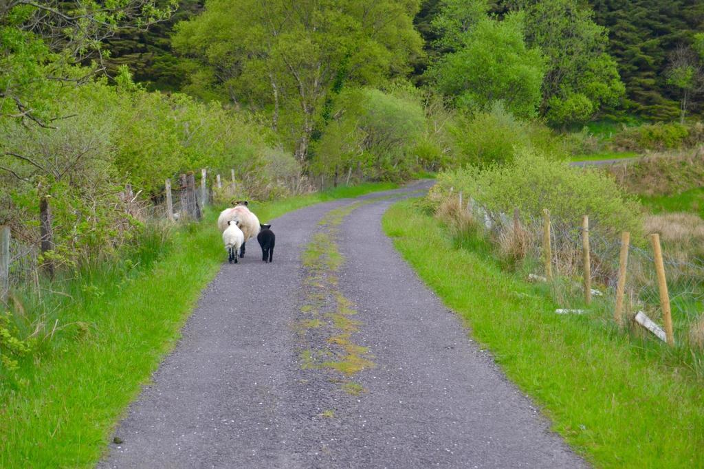 Riverlodge Self Catering Kenmare Buitenkant foto