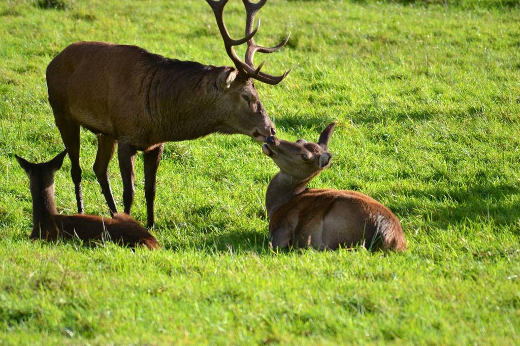 Riverlodge Self Catering Kenmare Buitenkant foto